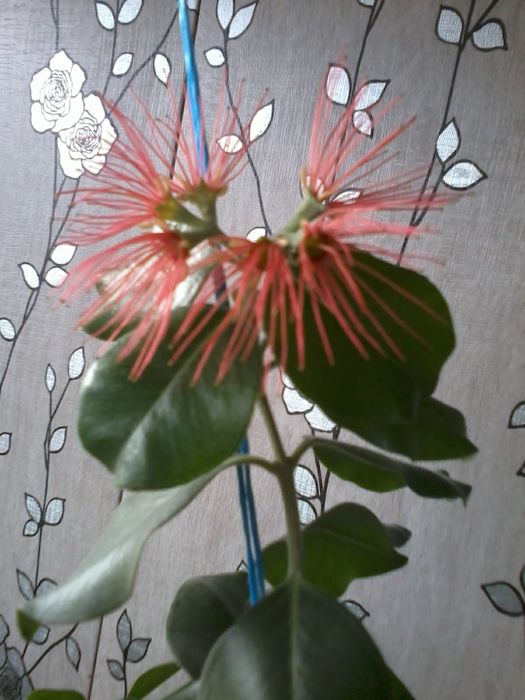 Метросидерос свежесрез