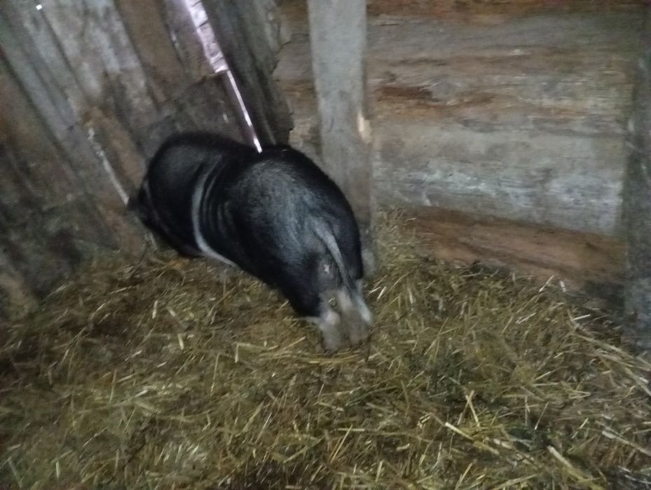 В'єтнамський кнур. Кабан молодий