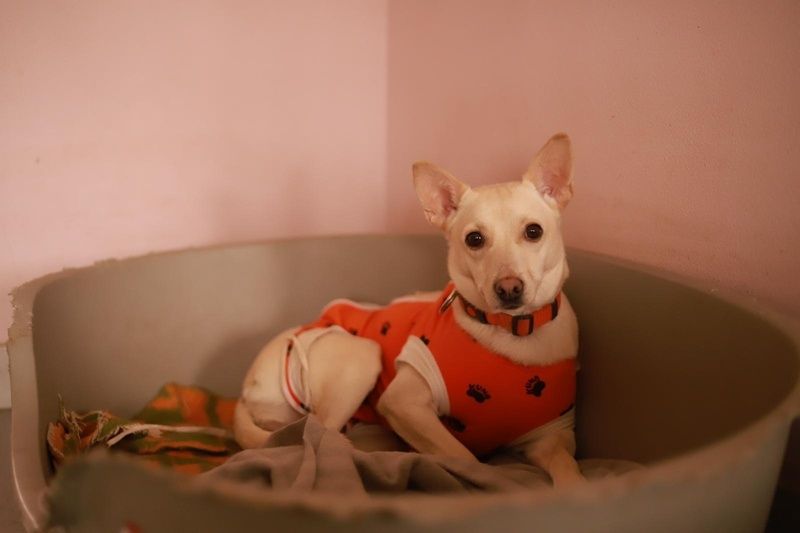 Kiara czeka na uśmiech od losu - chętnie przypilnuje podwórka