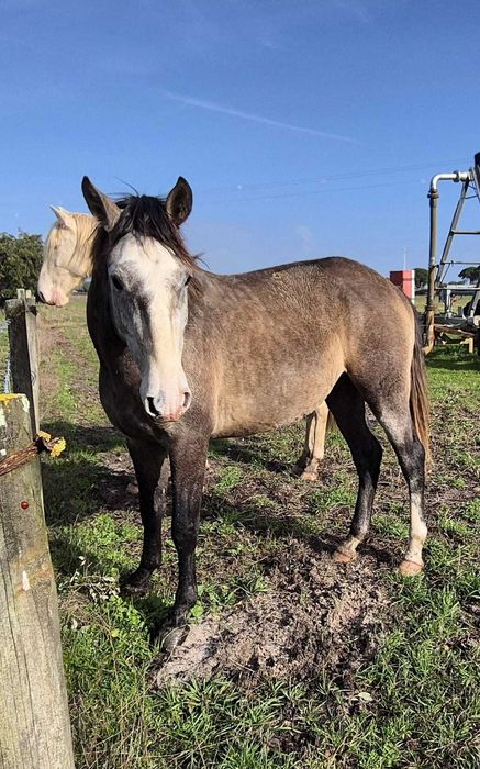 Poldro PSL com grande presença