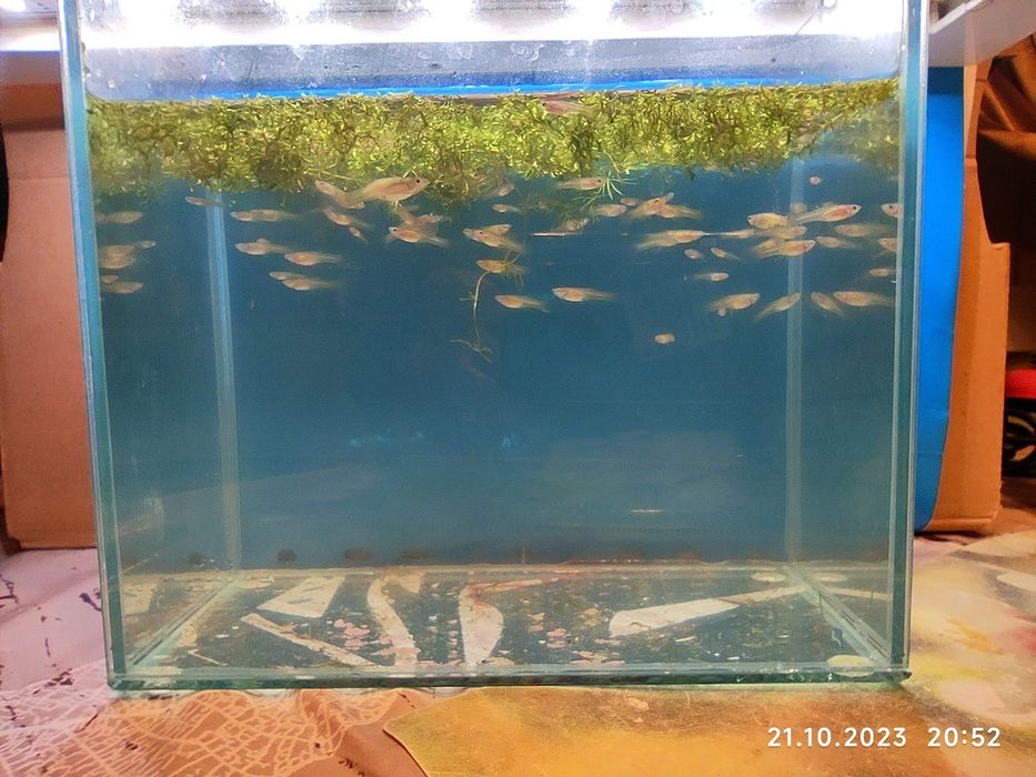 Gupiki narybek młode