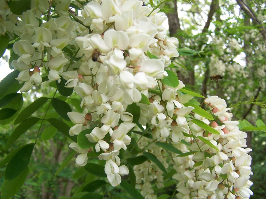 Miód akacjowy,100% naturalny (ekologiczny) 0,9l