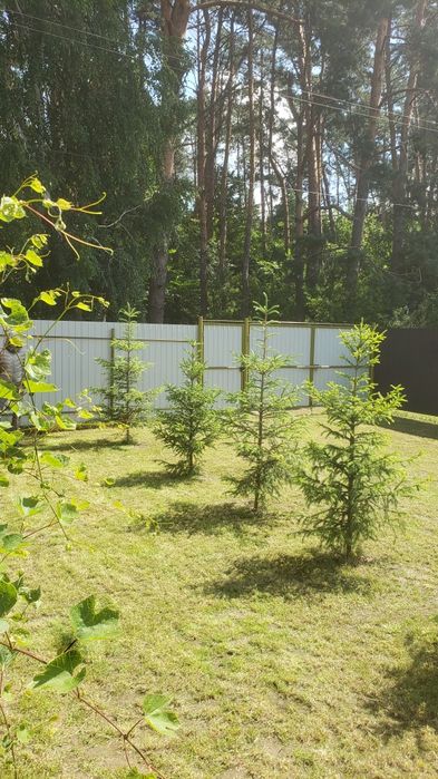 Дача в кооперативе сосновый бор