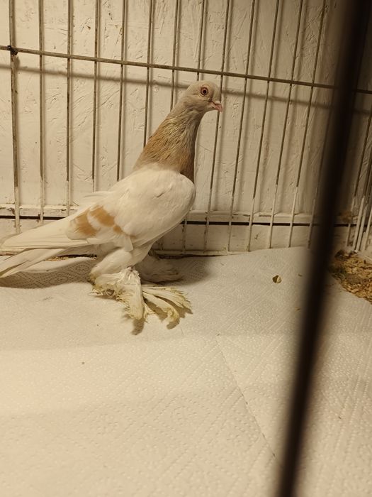 Gołąb. Blauwinder .samica  24.