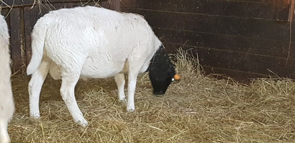 Owieczki i baranki, dorper  czysto rasowe