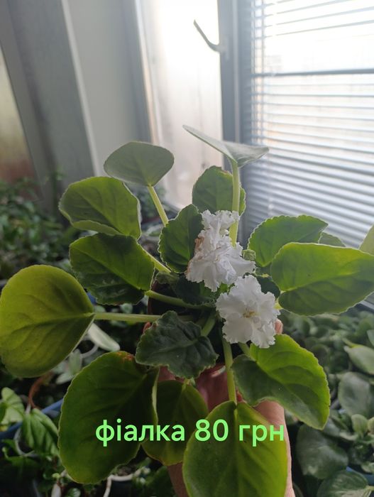 Кімнатні рослини