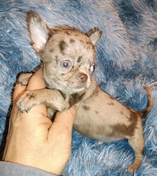 Machinho chihuahua mini chocolate