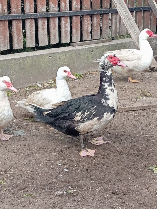 Kaczki, Kaczory , gęsi, indyki