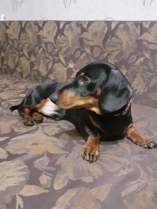 Карликовая Такса мальчик ищет пару