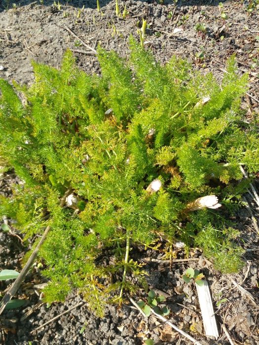 Продам кущ Фенхеля .