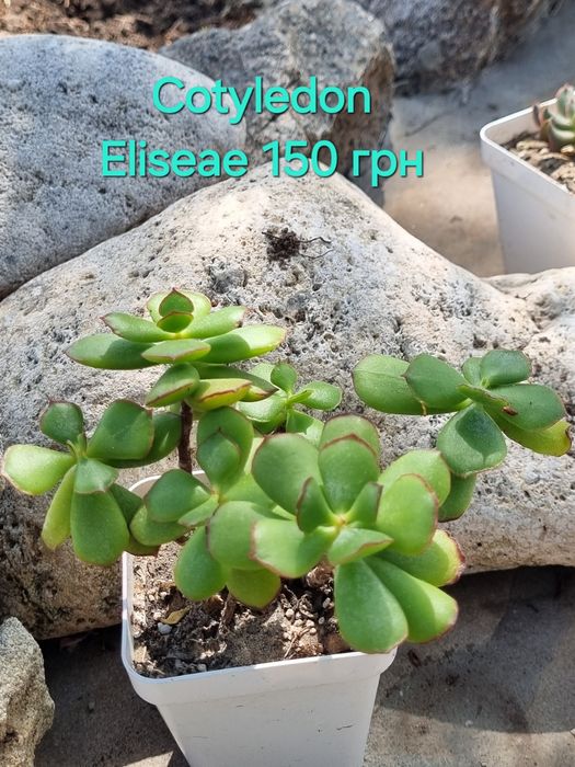 Сукуленти Echeveria Kalanchoe