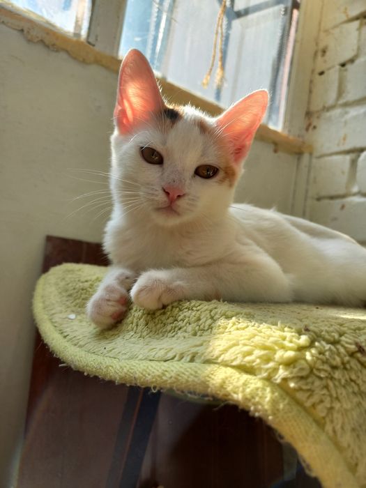 Кошечки ищут дом