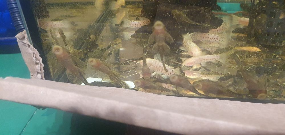 Zbrojnik (L144) Ancistrus Glonojad