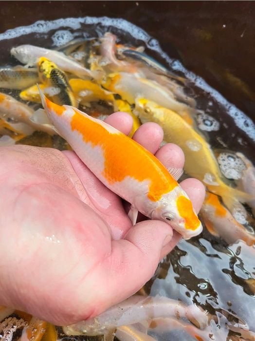 Sprzedam karp koi