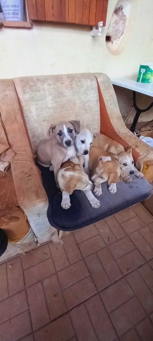 Animais domésticos