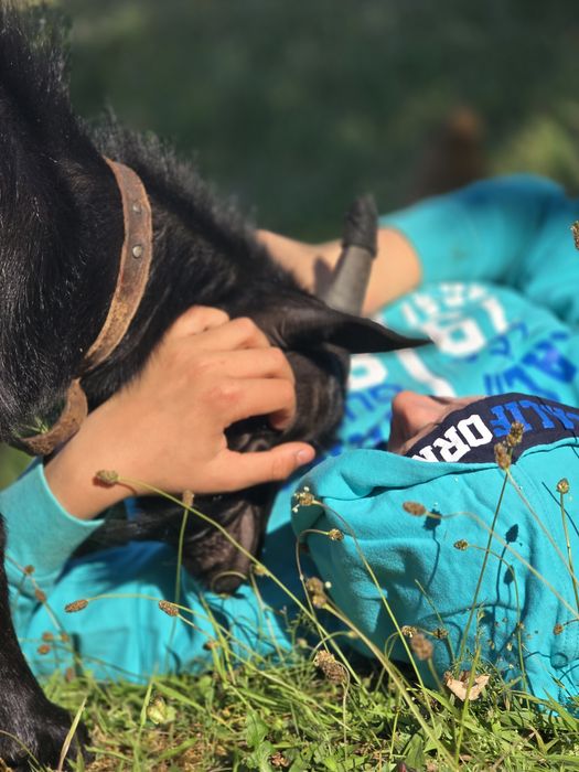 Cabrito anão muito dócil