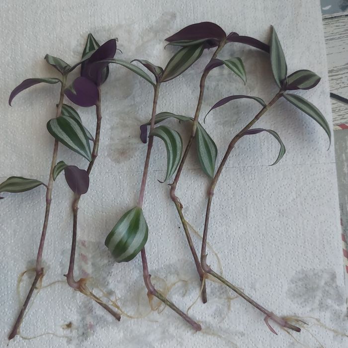 Reo meksykanskie , trzykrotka.