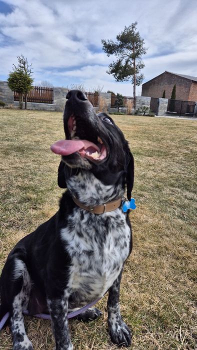 Suczka w typie pointera