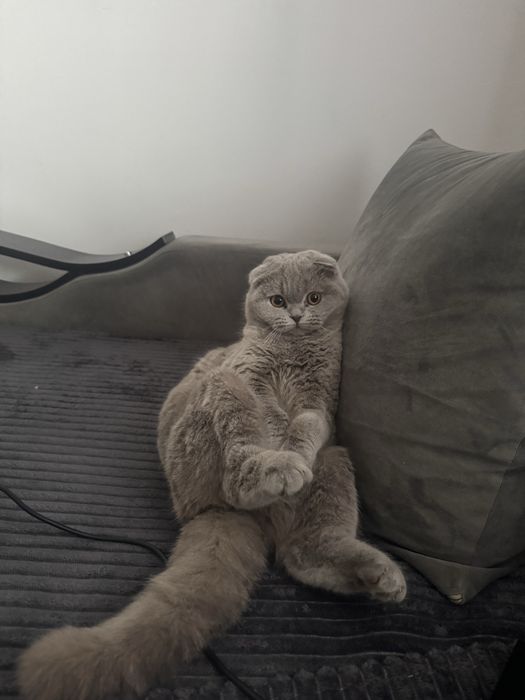 Кошенята шотландські