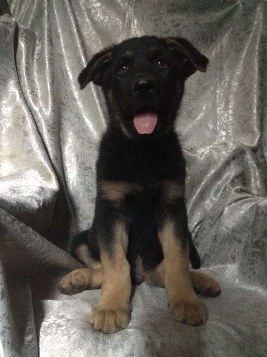 Цуценята породи ВЕО