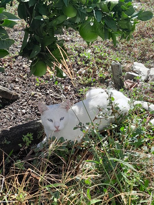 Gata branca de olhos azuis