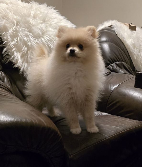 Szpic Miniaturowy Pomeranian