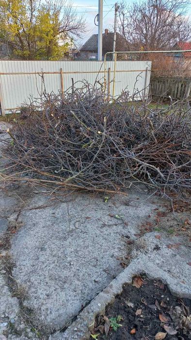 Віддам даром, самовивіз гілки на розтопку