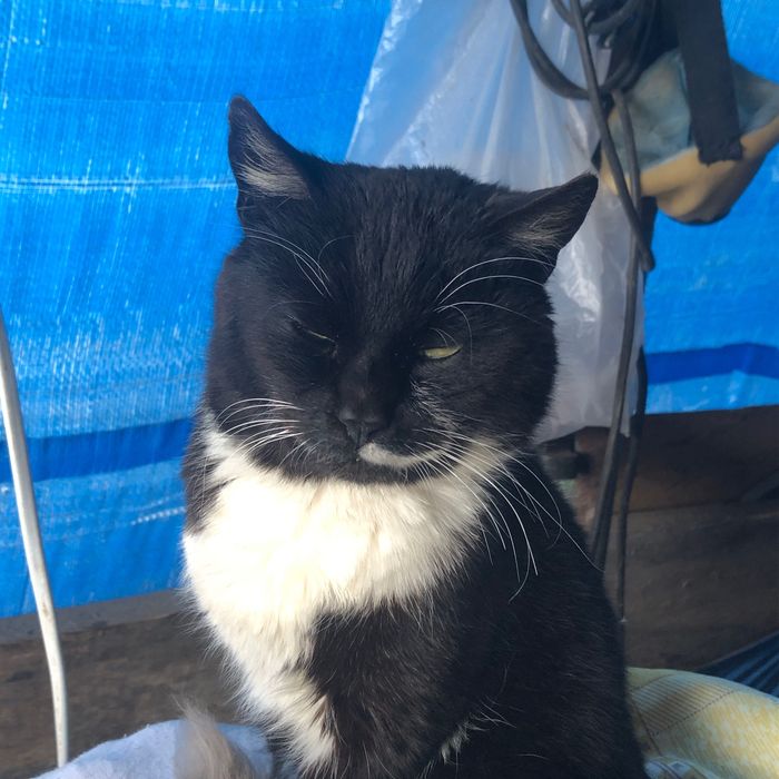 Котик шукає родину