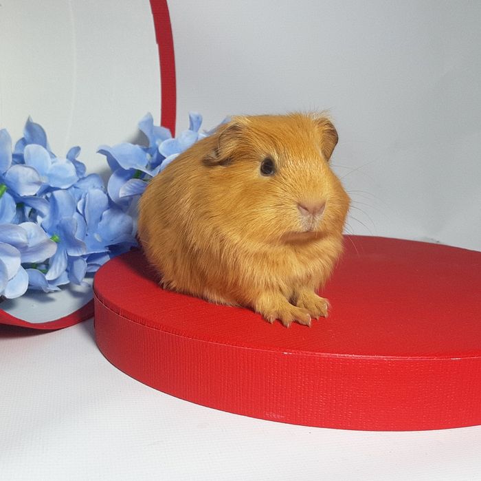 Морская свинка,морська свинка,морские свинки,морські свинки