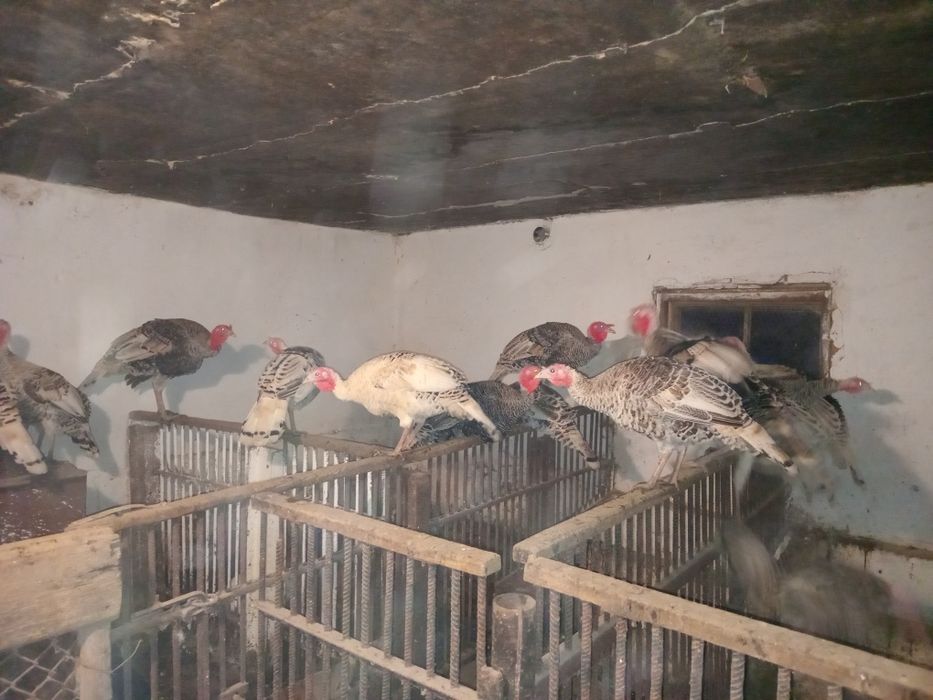 Продаються Індики молоді