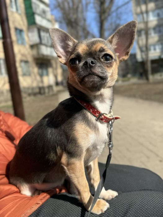 Дівчинка чіхуа , вік 6 місяцяв