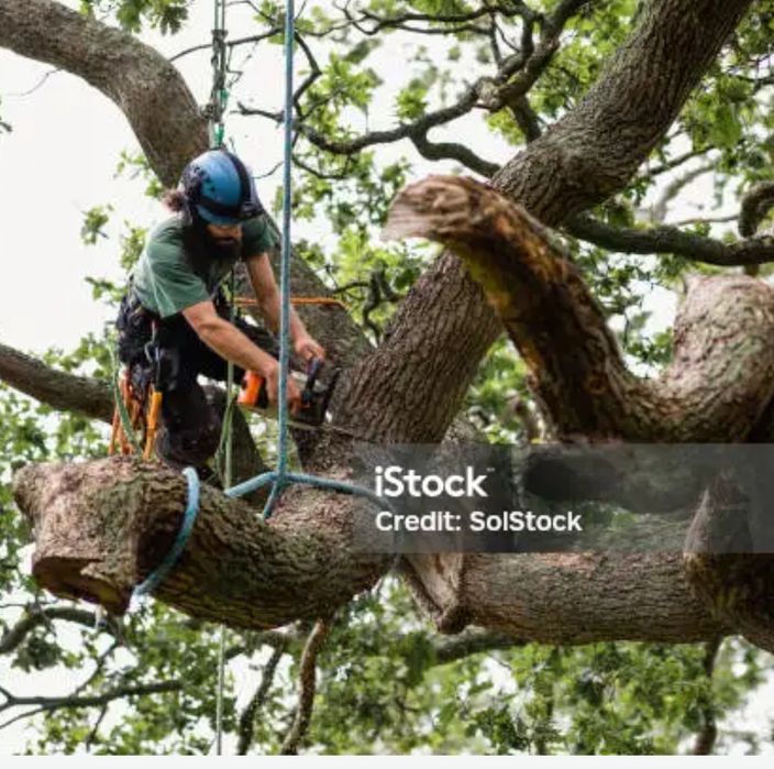 Арбористика спил дерев