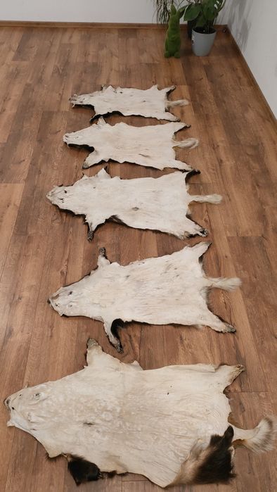 Skóra z borsuka wysylka