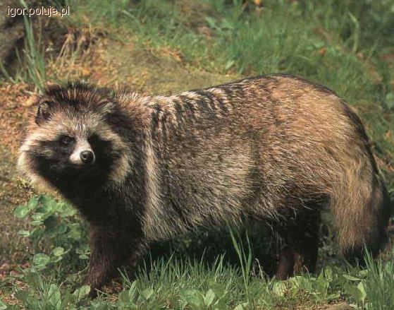 Pan Jenot i Pani Jenot Taxidermy!