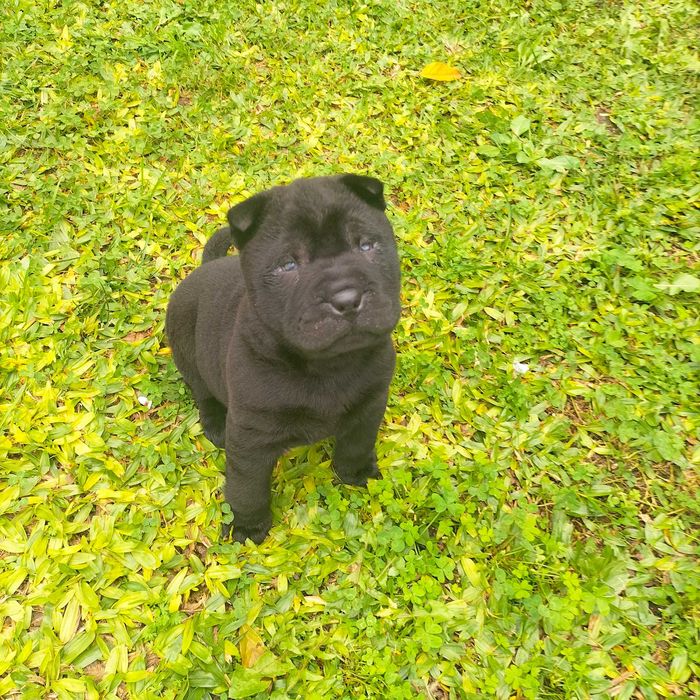 She pei fêmea negra