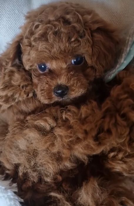 Шикарні хлопці і дівчата той пудель