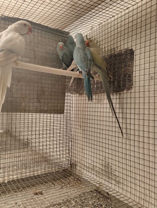 Ringnecks azuis 2023