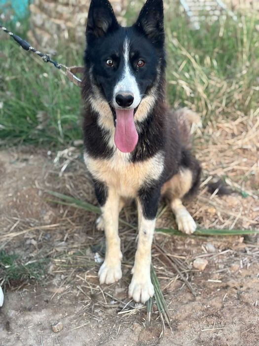 Megan, jedna jedyna taka towarzyszka