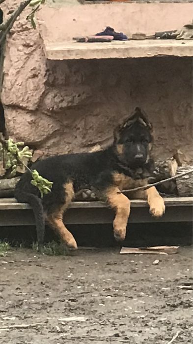 Продаються цуценята чистокровноі німецькоі вівчарки