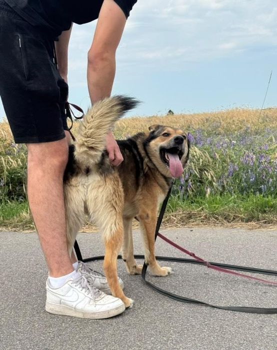 Energiczny psiak Gringo szuka domu