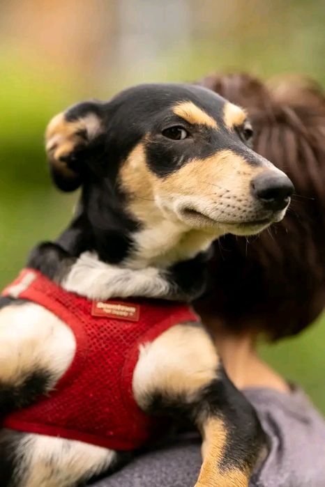 Шукаємо дім і сім'ю