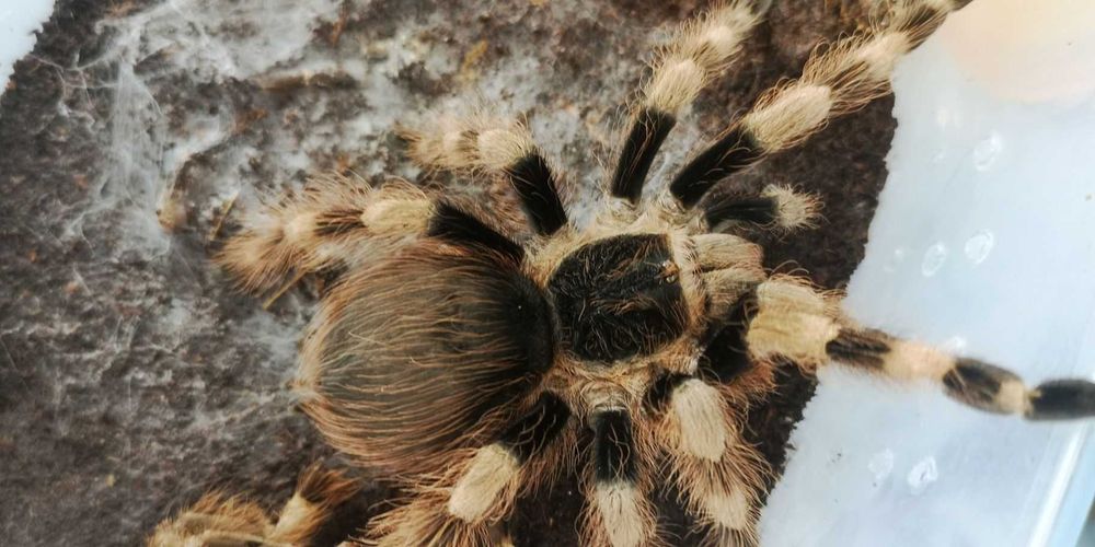 Nhandu coloratovillosus 5 dc SAMICA pająk początkujący ptasznik terrar