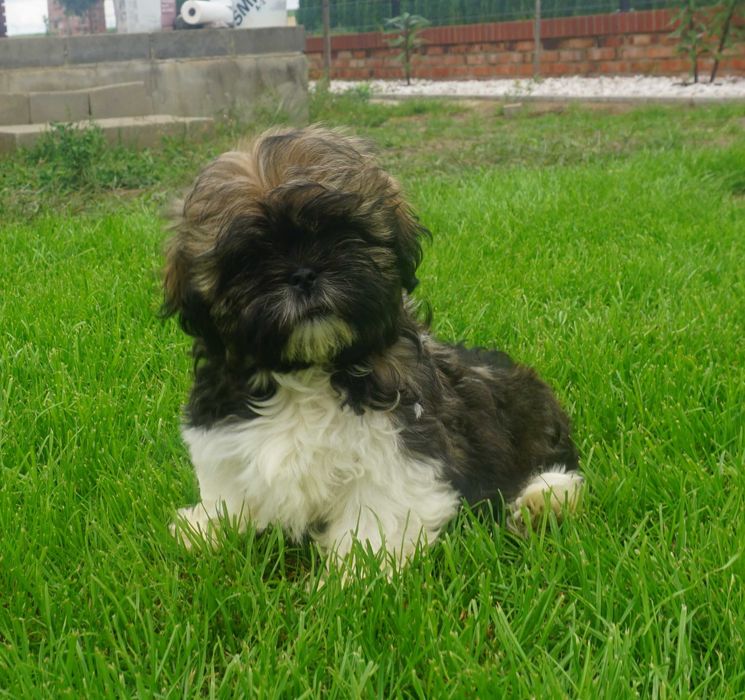 shih tzu sunia tricolor czarny pyszczek