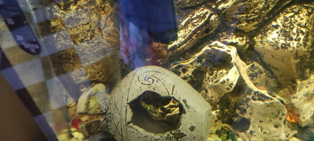 Akwarium panoramiczne z pełnym wyposażeniem