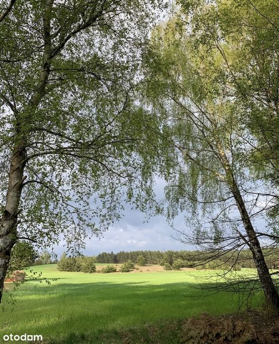 Działka nad najczystszym jeziorem w Polsce-Tręby Stare 481m2 lub 686m2