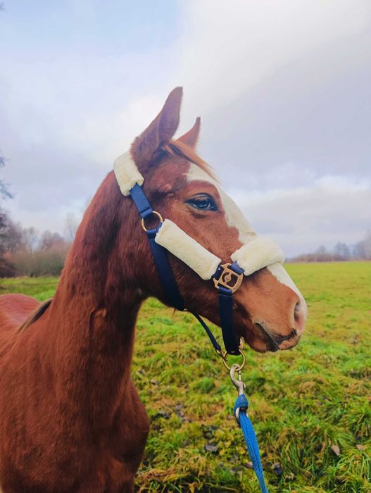 Pięknie malowany ogierek