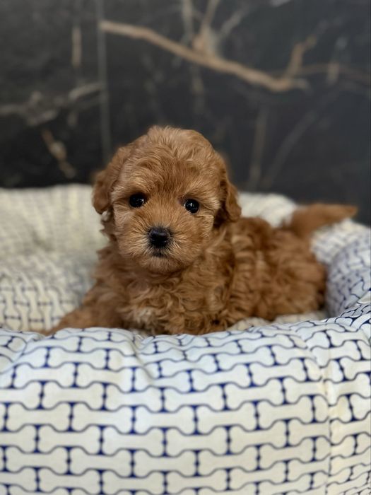 Дівчинка мальтіпу міні ф1. Ми в Луцьку