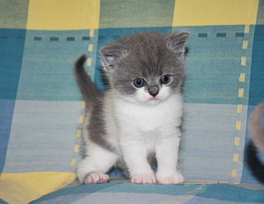 Gatinho Scottish