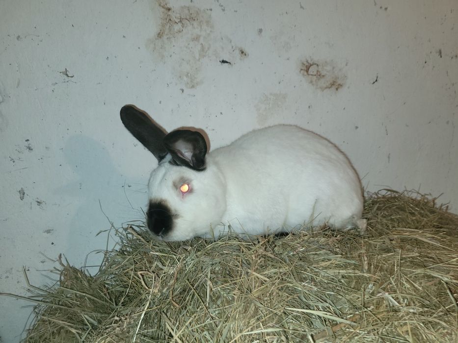 Samiec z Rodowodem zaprasza samice