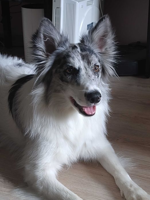 Pies Border Collie , suczka roczna,szczeniak